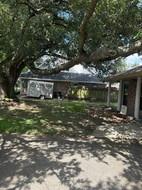 tree near house