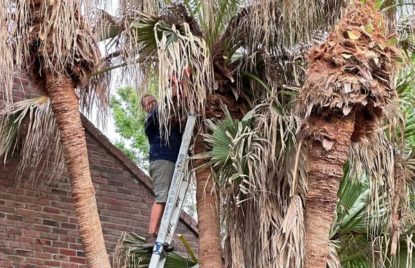 Expert tree service technician working on palm trees in New Orleans.