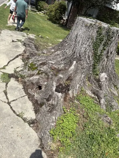 Tree stump