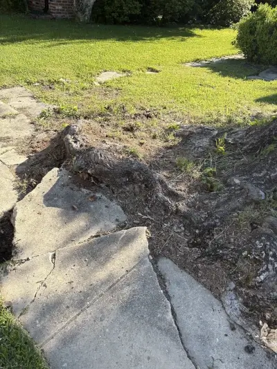 Tree stump near sidewalk