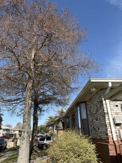 Old tree near house