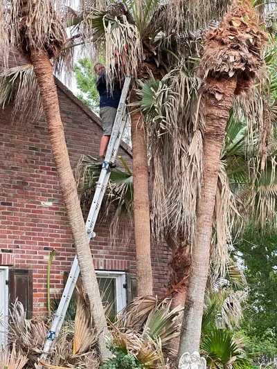A tree service worker trimming palm trees in New Orleans.