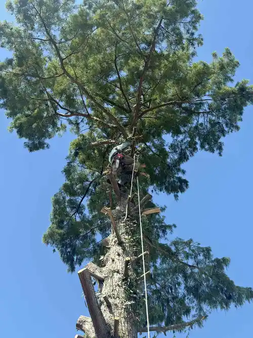 A tree service professional working high in a tree in New Orleans, providing emergency tree services.