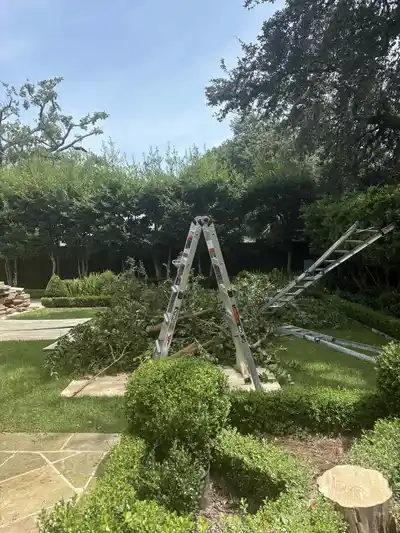garden-tree-removal