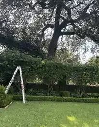 garden_with_ladder