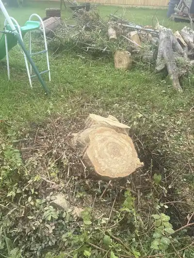 A freshly cut tree stump in a New Orleans yard after emergency tree removal