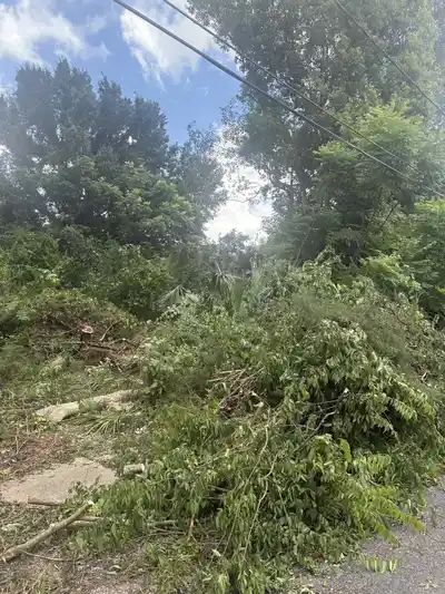 Emergency tree service in New Orleans clearing debris and fallen branches.