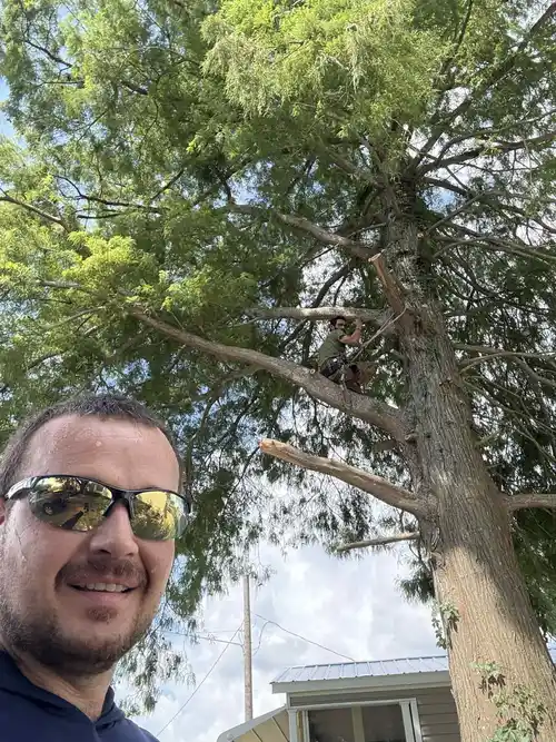 Tree trimming service in action at a home in New Orleans.