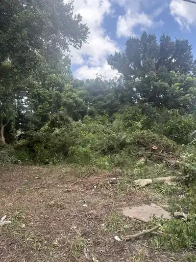 Professional tree removal in New Orleans with visible tree stumps and debris.