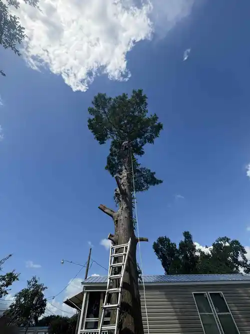 Residential tree trimming service being conducted near a house under a clear sky.