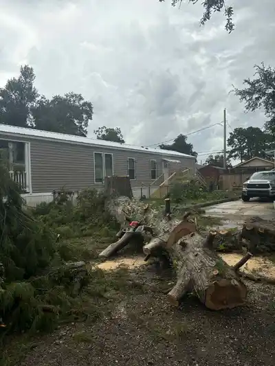 Residential tree removal in New Orleans, featuring a tree stump and equipment.