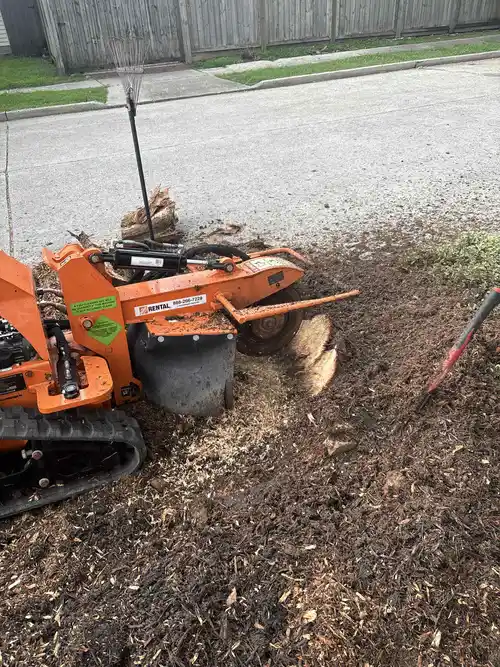 Stump grinding machine in action in New Orleans, removing tree stumps.