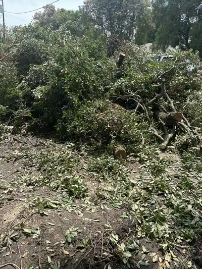 Cleanup after tree removal with piles of branches and foliage in New Orleans