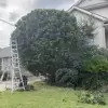 Professional tree trimming and pruning service in action.