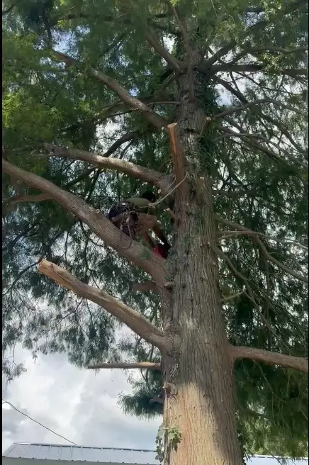 tree-trimming-service-new-orleans