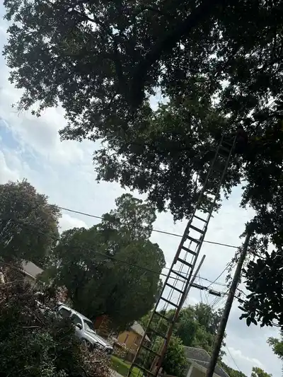 tree_care_emergency
