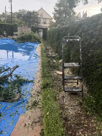 A view of a yard after tree trimming, showing cut branches and a ladder.