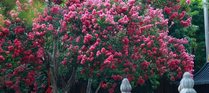 myrtle tree
