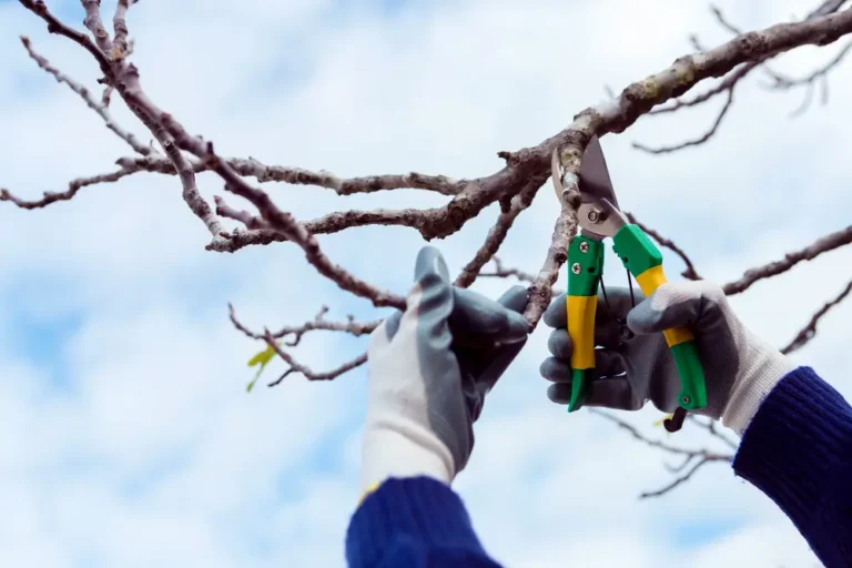 Close-up of hands holding pruning shears while cutting tree branches.