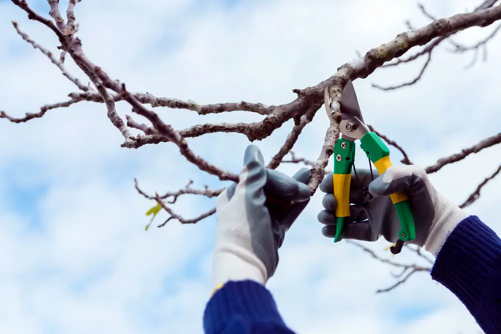Close-up of hands holding pruning shears while cutting tree branches.