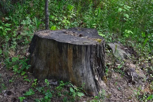 tree stump ground forest with lush foliage around.